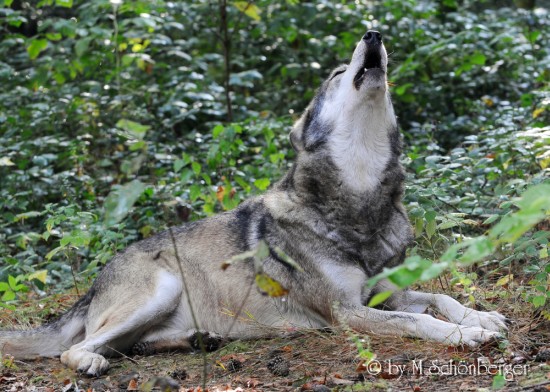 Sibirischer Wolf - Wolfgang